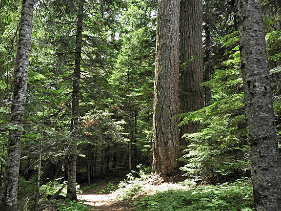 old growth visit trail small graphic
